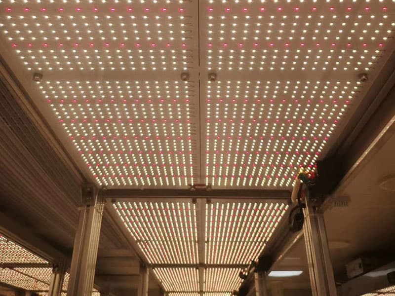 好色视频下载灯