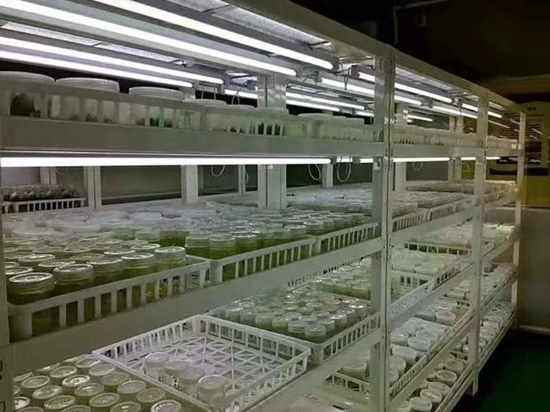 培养架、好色视频下载架、光照培养架