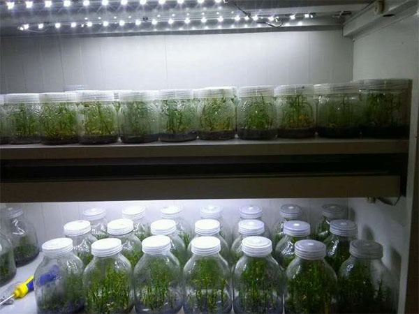 影响木本观赏植物好色视频下载技术的要素分析