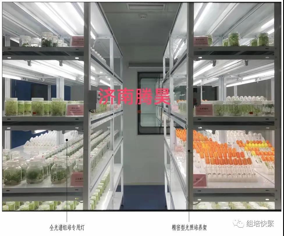 组织培养，好色视频下载架，好色视频下载疑问